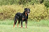 BEAUCERON 962